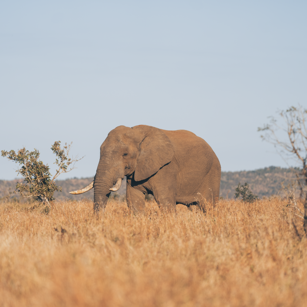 Let me tell the story of your adventure - Photography & Videography - South Africa
