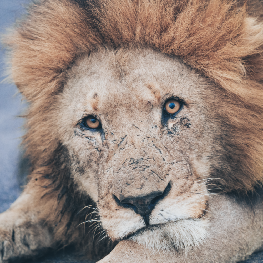 Let me tell the story of your adventure - Photography & Videography - South Africa