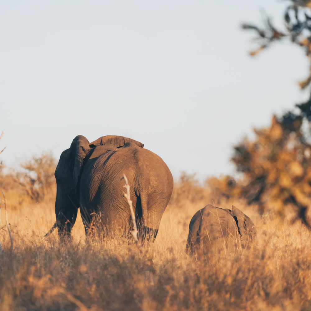 Let me tell the story of your adventure - Photography & Videography - South Africa
