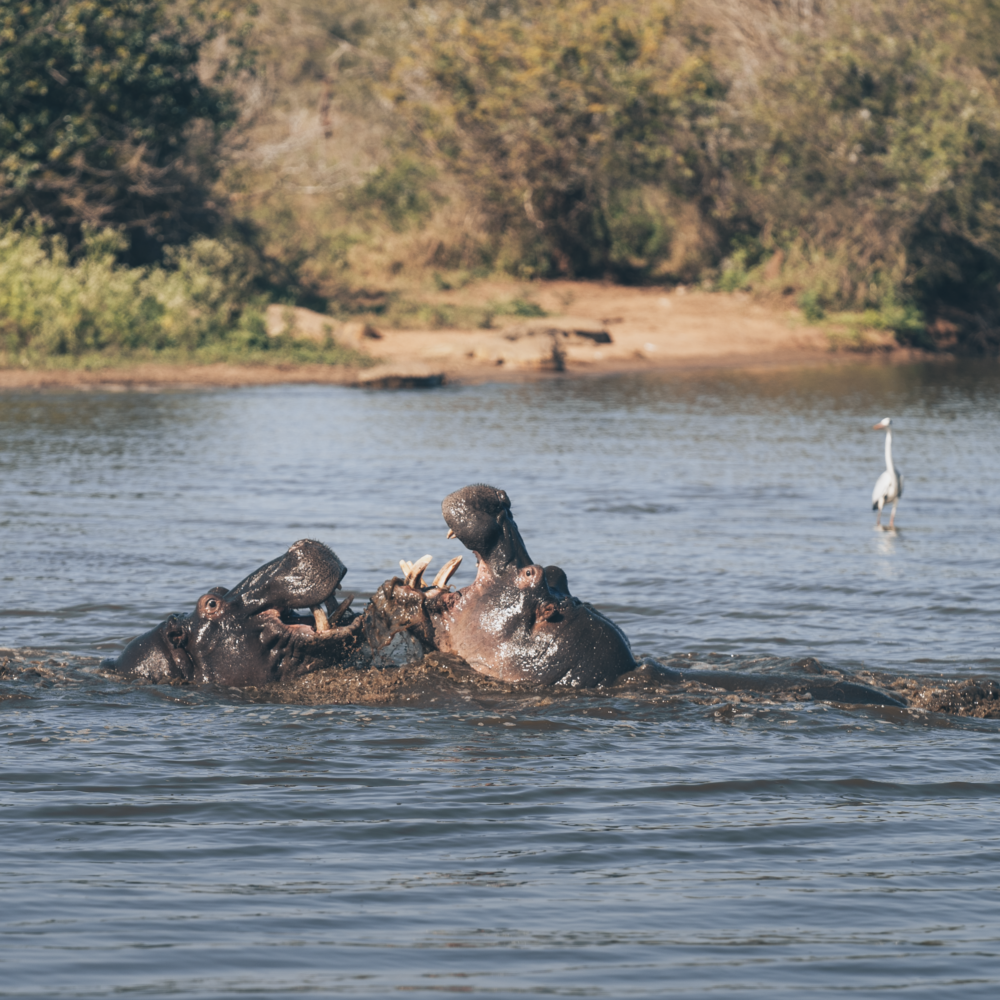 Let me tell the story of your adventure - Photography & Videography - South Africa
