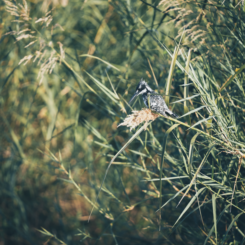 Let me tell the story of your adventure - Photography & Videography - South Africa