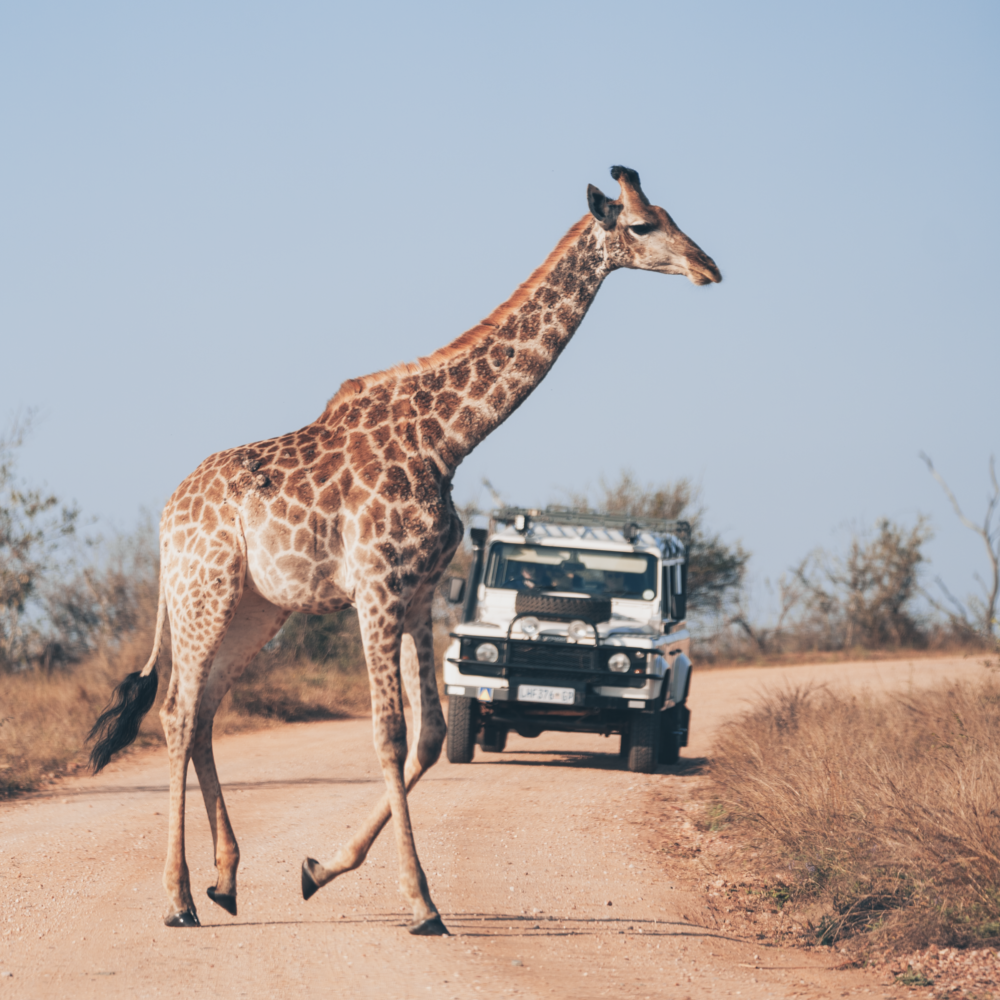Let me tell the story of your adventure - Photography & Videography - South Africa