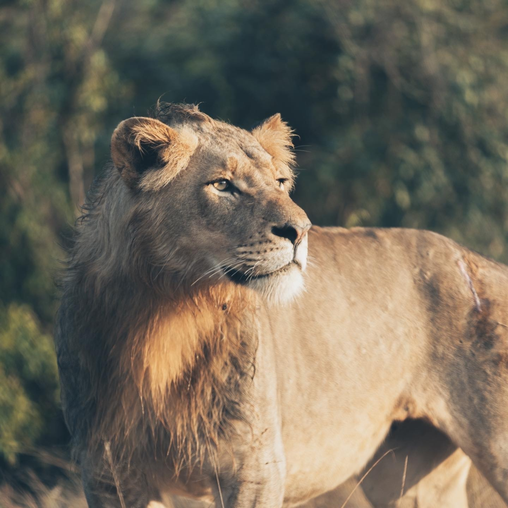 Let me tell the story of your adventure - Photography & Videography - South Africa