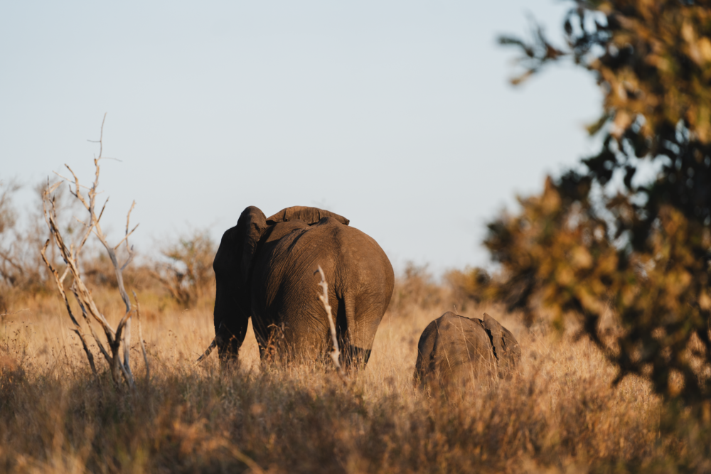Let me tell the story of your adventure - Photography & Videography - South Africa