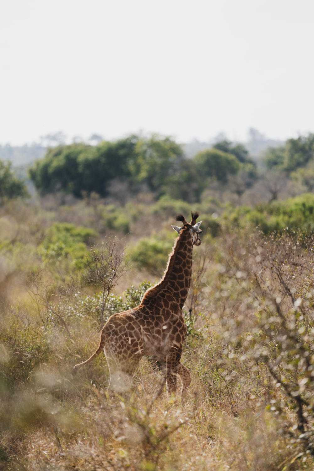 Let me tell the story of your adventure - Photography & Videography - South Africa