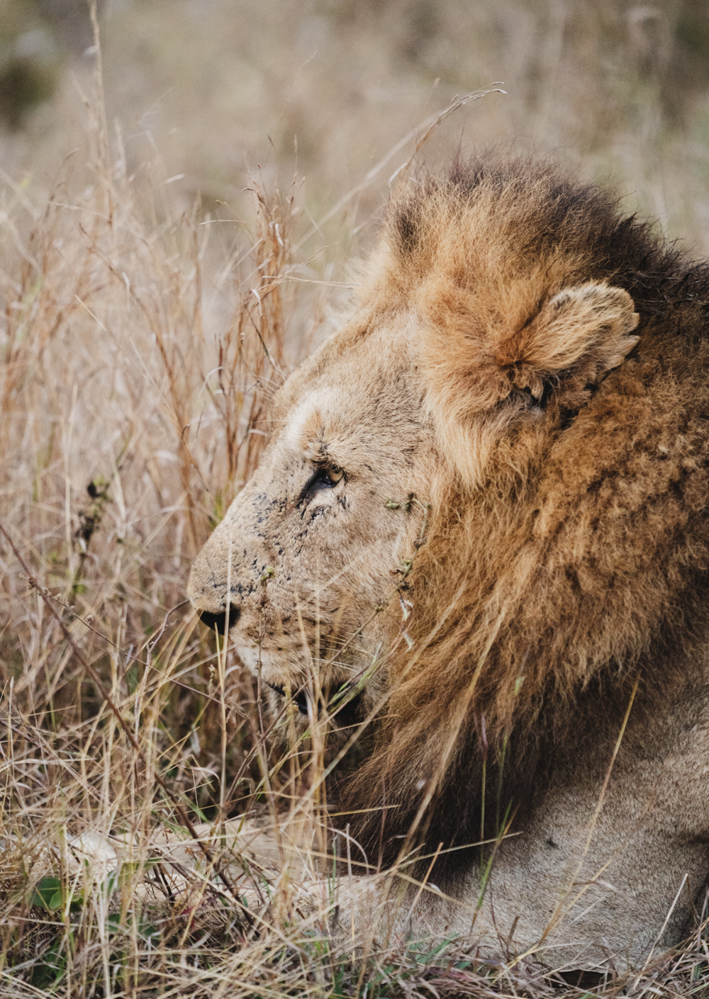 Let me tell the story of your adventure - Photography & Videography - South Africa