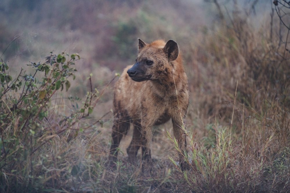 Let me tell the story of your adventure - Photography & Videography - South Africa