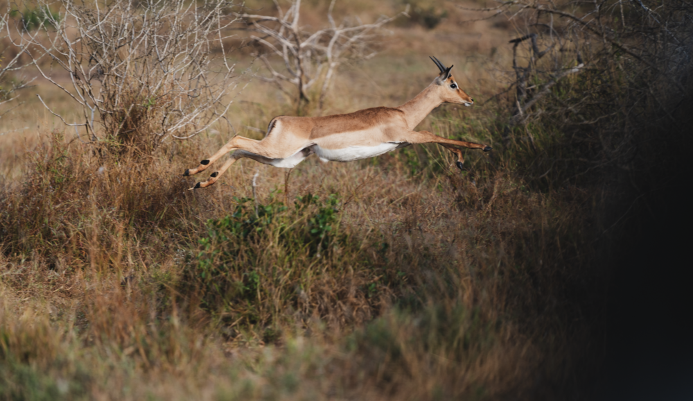 Let me tell the story of your adventure - Photography & Videography - South Africa